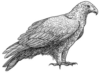 Golden eagle illustration, drawing, engraving, ink, line art, vector