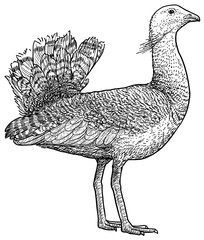 Great bustard illustration, drawing, engraving, ink, line art, vector