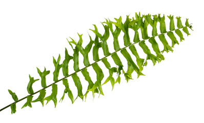 Portrait of tropical leaves of Nephrolepis Exaltata with isolated background