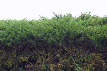 green pine tree in nature garden