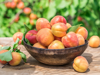 Ripe apricots in the wooden bowl on the table.