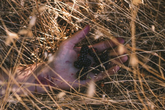 cosecha de moras, frambuesas, murra