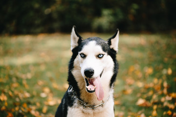 Naklejka na ściany i meble Dog breed Siberian Husky walks in autumn park