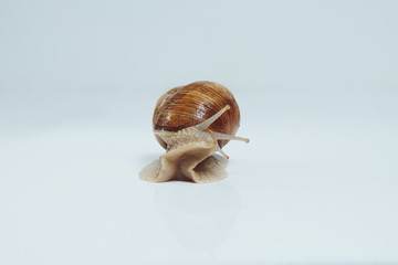 Beautiful snail isolated on white background