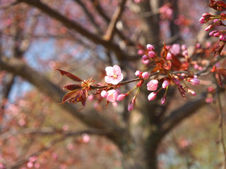The bloom of cherry Blossoms in Helsinki, Finland