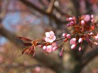 The bloom of cherry Blossoms in Helsinki, Finland