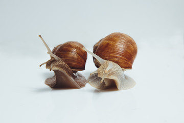 Two beautiful snails isolated on white background 