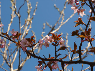The bloom of cherry Blossoms in Helsinki, Finland