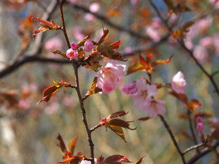 The bloom of cherry Blossoms in Helsinki, Finland