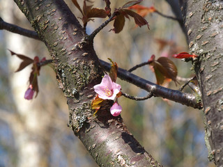 The bloom of cherry Blossoms in Helsinki, Finland