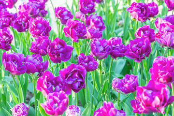 Picturesque Purple lilac violet tulips fresh flowers at a blurry soft focus background close up bokeh