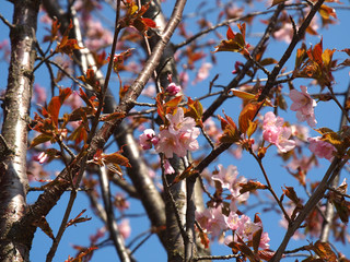 The bloom of cherry Blossoms in Helsinki, Finland