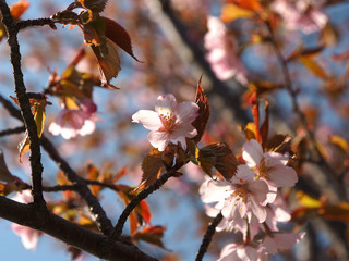 The bloom of cherry Blossoms in Helsinki, Finland