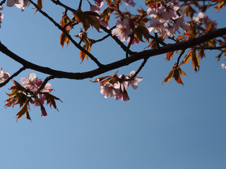 The bloom of cherry Blossoms in Helsinki, Finland