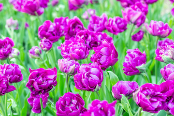 Picturesque Purple lilac violet tulips fresh flowers at a blurry soft focus background close up bokeh