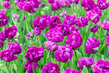Picturesque Purple lilac violet tulips fresh flowers at a blurry soft focus background close up bokeh