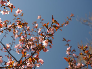 The bloom of cherry Blossoms in Helsinki, Finland