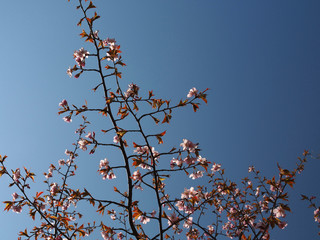 The bloom of cherry Blossoms in Helsinki, Finland