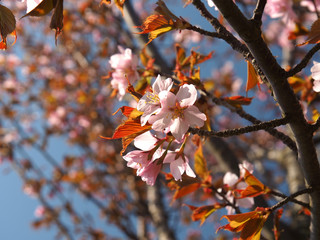 The bloom of cherry Blossoms in Helsinki, Finland
