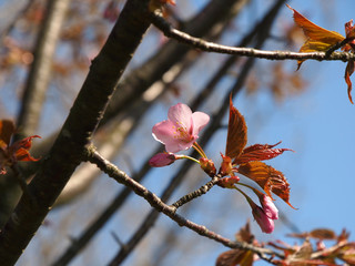 The bloom of cherry Blossoms in Helsinki, Finland