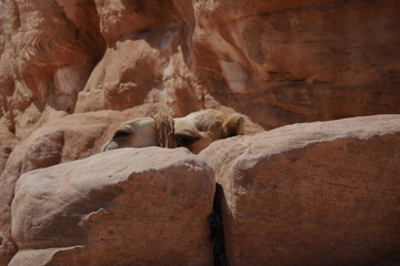 verstecktes Kamel hinter Sandsteinen in Petra Jordanien