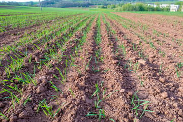 Obraz premium Agricultural field with plant shoots