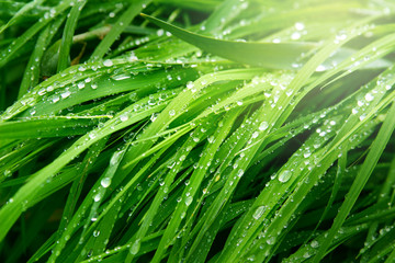 Fototapeta premium A macro shot of green grass covered with dew drops in the spring. Green sunny meadow with fresh wet grass.