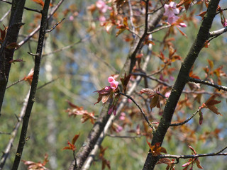 The bloom of cherry Blossoms in Helsinki, Finland