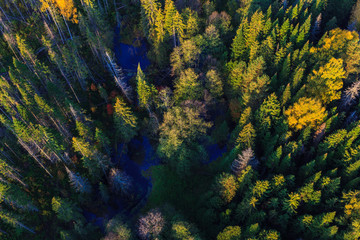Forest at the landscape from height of bird's flight from air balloon