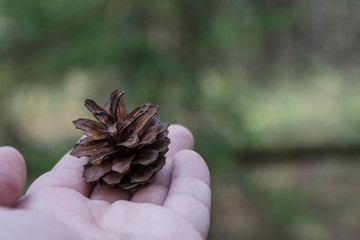 Pine cone on hand with nature background, travel concept.