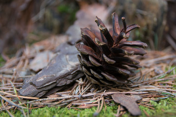 Pine cones lie on a log. Forest landscape. 