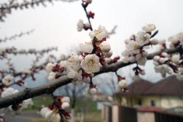 Apricot tree in bloom.