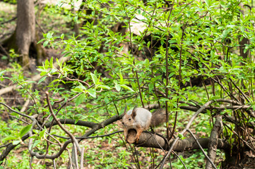 A small squirrel on the tree before jumping