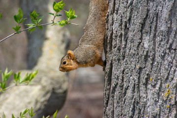 Red squirrel on a tree trunk in Ann Arbor Michigan during early spring