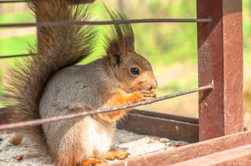 A squirrel eating nut in the feeder