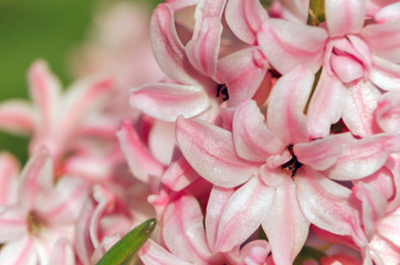 Close up view of hyacinth forming a background of pretty pink flowers.