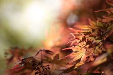 Closeup beautiful view of nature orange maple  leaves  with sunlight in fall season. It is landscape ecology and copy space for wallpaper and backdrop.