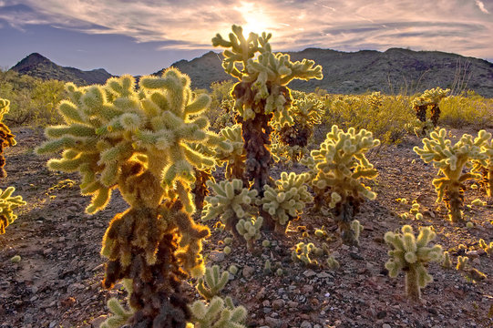 HDR composition of a Cholla Cactus forest near the town of Salome AZ.