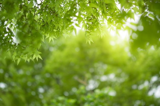 Close up beautiful view of nature little maple green leaves on blurred greenery tree background with sunlight in public garden park. It is landscape ecology and copy space for wallpaper and backdrop.