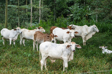 Rebalho de gado pastando em uma propriedade rural, Brasil