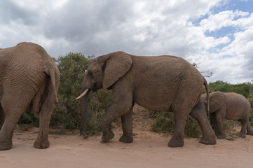 Wild African elephants walking the road