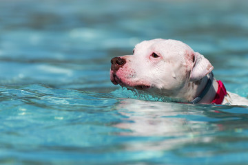 Dog refreshing in a swimming pool, active games with family pets and popular dog breeds like a companion