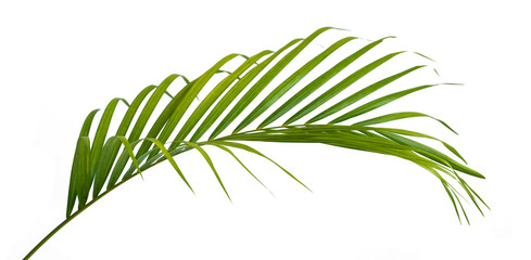 View side of leaf stem of Palm with a white background