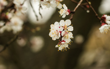 Blooming apricot tree with drops of dew