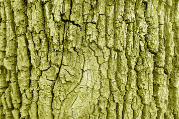 Bark of old big oak tree texture in yellow tone.