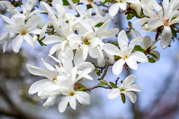 White magnolia flowers 