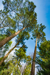 forest trees. nature green wood