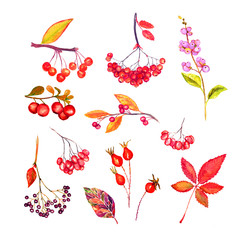 Obraz na płótnie Canvas Branches with red autumn berries and leaves, red colors collection, leaves and berries, isolated on white watercolor illustration