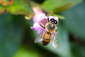 Abeille