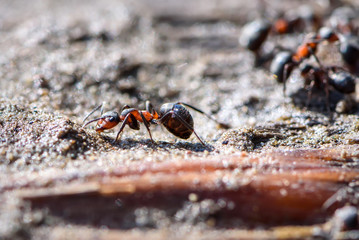 red ant closeup sand